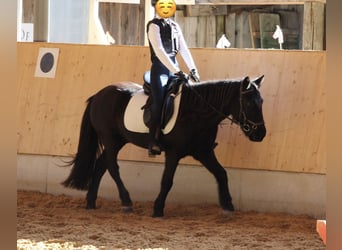 Icelandic Horse, Gelding, 15 years, 12,2 hh, Black