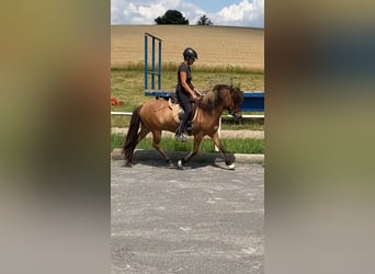 Icelandic Horse, Gelding, 15 years, 13.1 hh, Dun