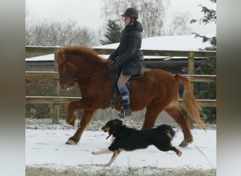 Icelandic Horse, Gelding, 15 years, 13.2 hh, Dun