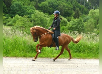 Icelandic Horse, Gelding, 15 years, 13.2 hh, Dun