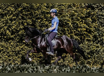Icelandic Horse, Gelding, 15 years, 13.3 hh, Black