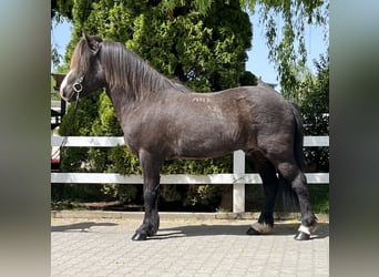 Icelandic Horse, Gelding, 15 years, 14.1 hh, Black