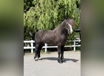 Icelandic Horse, Gelding, 15 years, 14.1 hh, Black