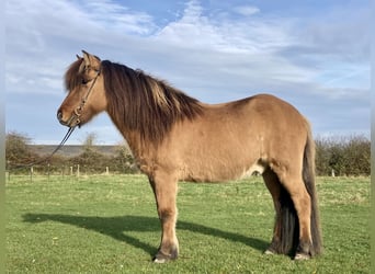 Icelandic Horse, Gelding, 15 years, 14 hh, Dun