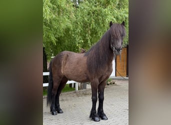 Icelandic Horse, Gelding, 15 years, 14,1 hh, Black