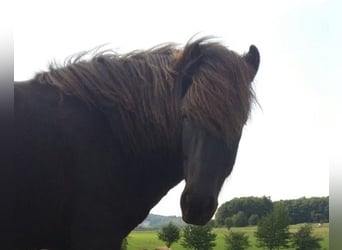Icelandic Horse, Gelding, 15 years, Smoky-Black