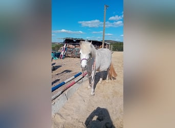 Icelandic Horse Mix, Gelding, 16 years, 12,1 hh, Grey-Fleabitten