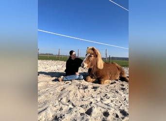 Icelandic Horse, Gelding, 16 years, 13.1 hh, Chestnut-Red