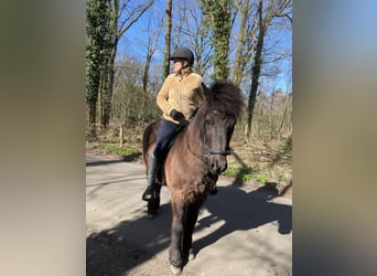 Icelandic Horse, Gelding, 16 years, 13.1 hh, Smoky-Black Icelandic Horse, Gelding, 16 years, 13.1 hh, Smoky-Black