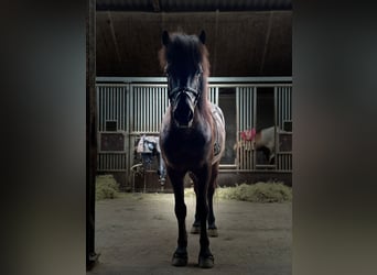 Icelandic Horse, Gelding, 16 years, 13.1 hh, Smoky-Black Icelandic Horse, Gelding, 16 years, 13.1 hh, Smoky-Black