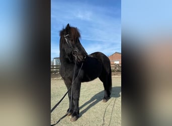 Icelandic Horse, Gelding, 16 years, 13.1 hh, Smoky-Black Icelandic Horse, Gelding, 16 years, 13.1 hh, Smoky-Black