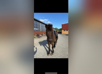 Icelandic Horse, Gelding, 16 years, 13.2 hh, Black Icelandic Horse, Gelding, 16 years, 13.2 hh, Black
