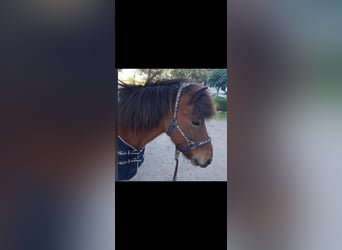 Icelandic Horse, Gelding, 16 years, 13.2 hh, Brown