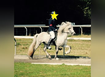 Icelandic Horse, Gelding, 16 years, 13 hh, Gray