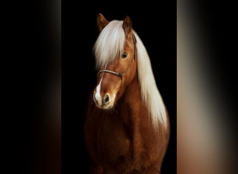Icelandic Horse, Gelding, 16 years, 13,2 hh, Chestnut-Red