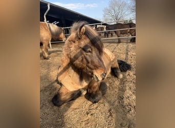 Icelandic Horse, Gelding, 16 years, 13,3 hh, Dun