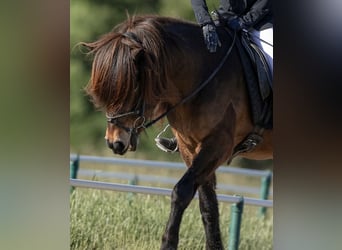 Icelandic Horse, Gelding, 16 years, 14.1 hh, Bay-Dark