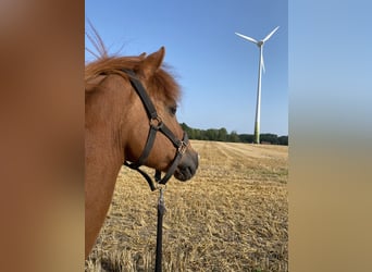 Icelandic Horse Mix, Gelding, 16 years, 14 hh, Chestnut-Red