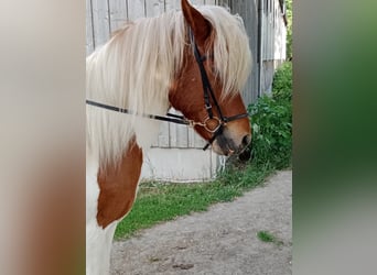 Icelandic Horse, Gelding, 16 years, Pinto