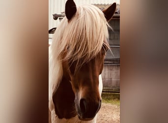 Icelandic Horse, Gelding, 16 years, Pinto