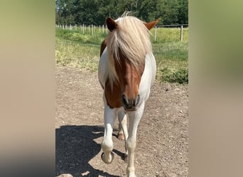 Icelandic Horse, Gelding, 16 years, Pinto