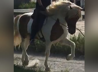 Icelandic Horse, Gelding, 16 years, Pinto