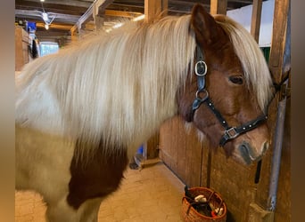 Icelandic Horse, Gelding, 16 years, Pinto