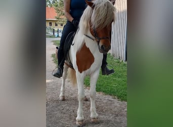 Icelandic Horse, Gelding, 16 years, Pinto