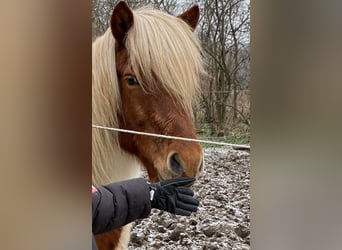 Icelandic Horse, Gelding, 16 years, Pinto