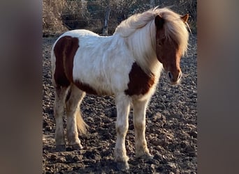 Icelandic Horse, Gelding, 16 years, Pinto