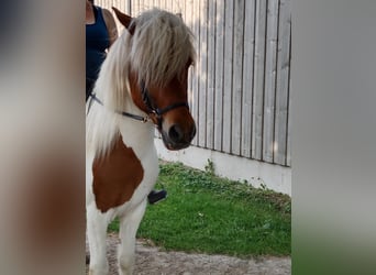 Icelandic Horse, Gelding, 16 years, Pinto