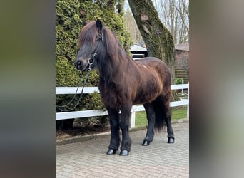Icelandic Horse, Gelding, 17 years, 13.2 hh, Black