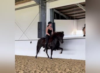 Icelandic Horse, Gelding, 17 years, 13,2 hh, Black