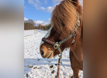 Icelandic Horse, Gelding, 17 years, 13.2 hh, Chestnut