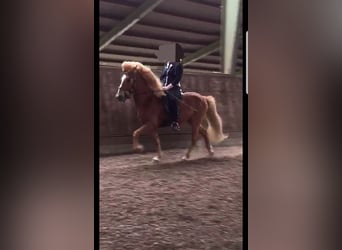 Icelandic Horse, Gelding, 17 years, 13.2 hh, Chestnut-Red