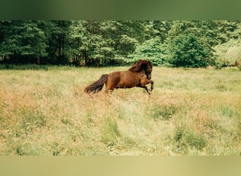 Icelandic Horse, Gelding, 17 years, 13,2 hh, Black