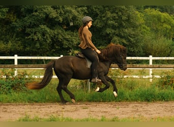 Icelandic Horse, Gelding, 17 years, 13,2 hh, Black
