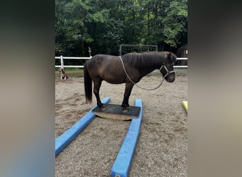 Icelandic Horse, Gelding, 17 years, 13,2 hh, Black