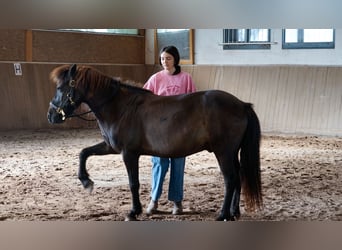 Icelandic Horse, Gelding, 17 years, 13,2 hh, Black