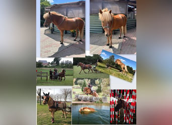 Icelandic Horse, Gelding, 17 years, 14.1 hh, Chestnut-Red