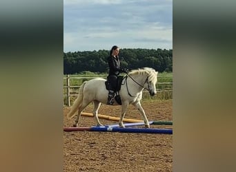 Icelandic Horse, Gelding, 17 years, 14.1 hh, Grey
