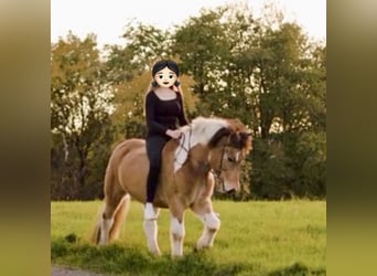 Icelandic Horse, Gelding, 17 years, 14.1 hh, Pinto