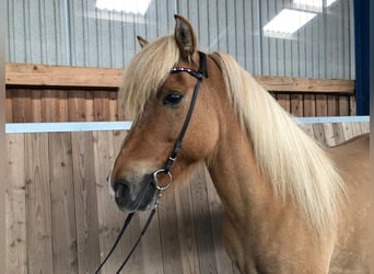 Icelandic Horse, Gelding, 17 years, 14.2 hh, Dun