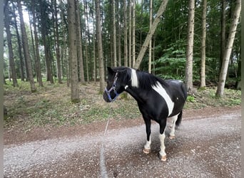 Icelandic Horse Mix, Gelding, 18 years, 12.1 hh, Pinto