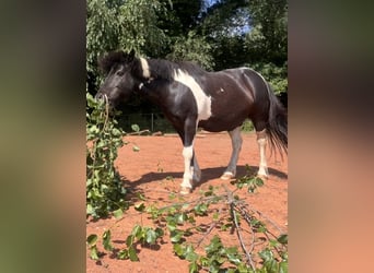 Icelandic Horse Mix, Gelding, 18 years, 12.1 hh, Pinto