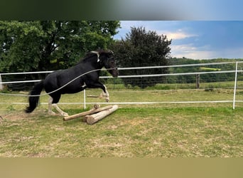 Icelandic Horse Mix, Gelding, 18 years, 12.1 hh, Pinto
