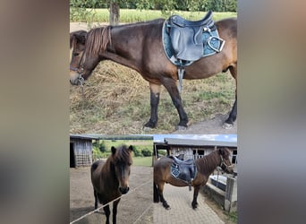 Icelandic Horse, Gelding, 18 years, 13.2 hh, Brown