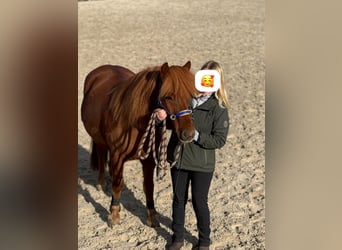 Icelandic Horse, Gelding, 18 years, 13.2 hh, Chestnut-Red