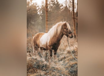 Icelandic Horse, Gelding, 18 years, 13,1 hh, Pinto