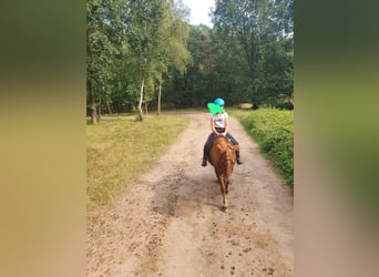 Icelandic Horse, Gelding, 18 years, 13,2 hh, Chestnut-Red